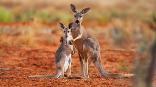 Kängurus in der Sturt Stony Desert in Australien
