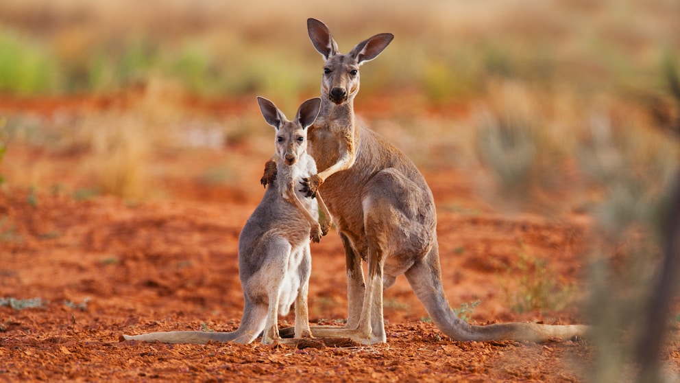 Kängurus in der Sturt Stony Desert in Australien