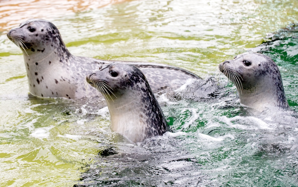  Die Seehunde Paul, Piet und Ole schwimmen durch ihr Wasserbecken im Aquarium Wilhelmshaven