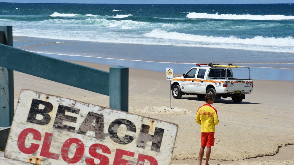Palm Beach Sydney Hammerhaie