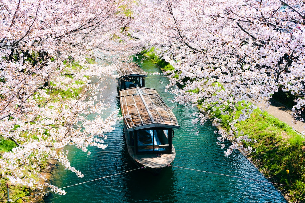 Kirschblüte in Japan