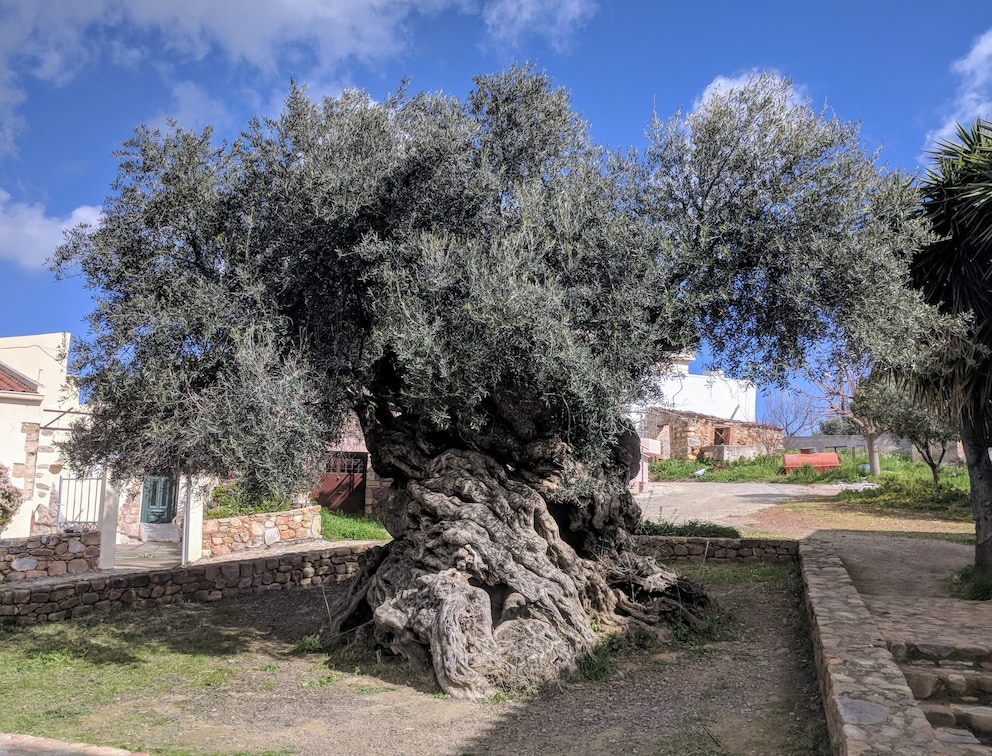 Der lteste Olivenbaum der Welt auf Kreta - TRAVELBOOK