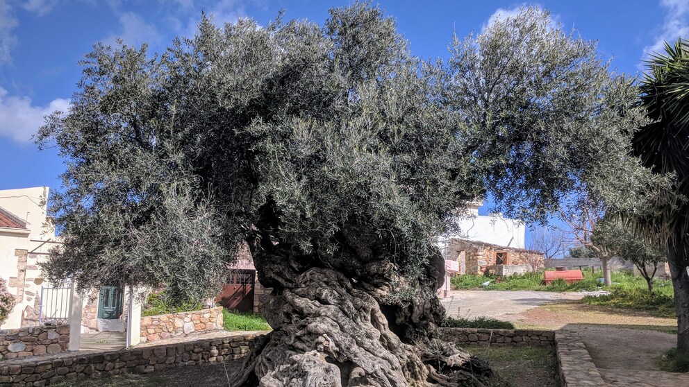 Kreta Olivenbaum
