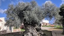 Kreta Olivenbaum