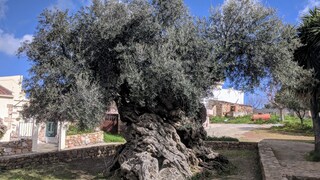 Kreta Olivenbaum