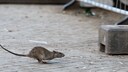 Am Münchener Bahnhof-Laim tummeln sich die Ratten, und am Hauptbahnhof sieht es ganz ähnlich aus (Symbolbild)