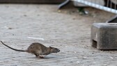 Am Münchener Bahnhof-Laim tummeln sich die Ratten, und am Hauptbahnhof sieht es ganz ähnlich aus (Symbolbild)