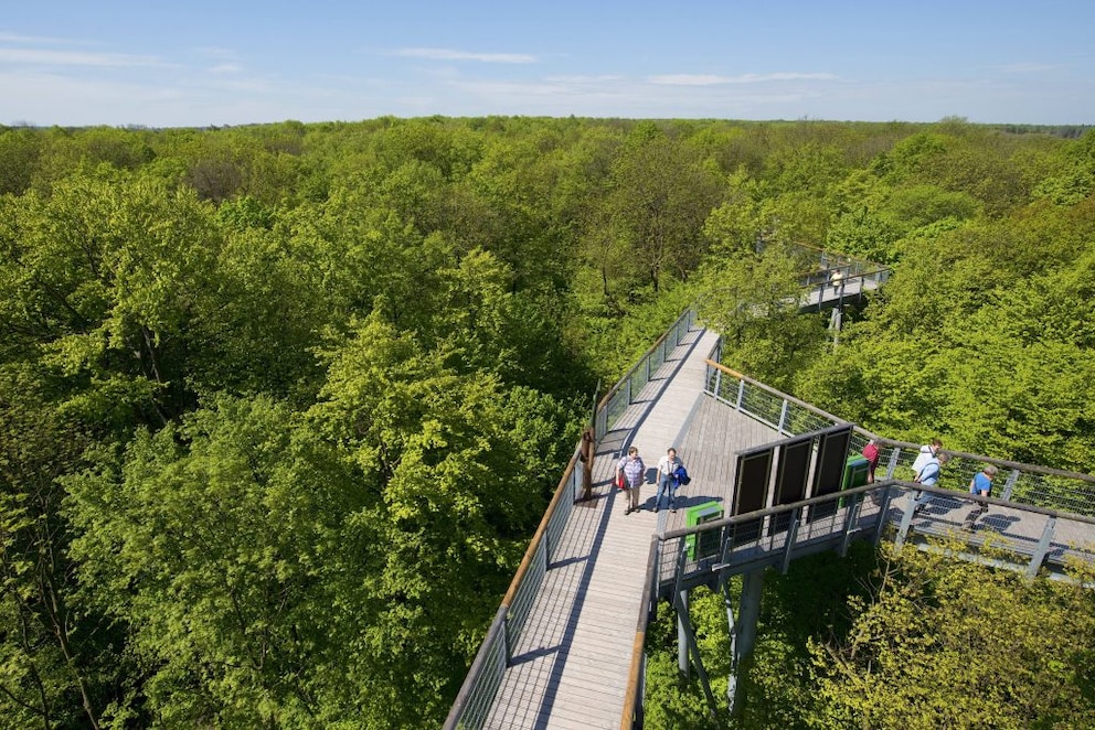 View of the treetop path in Hainich National Park