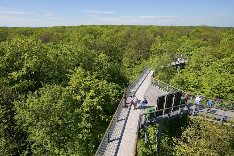 Blick auf den Baumkronenpfad im Nationalpark Hainich