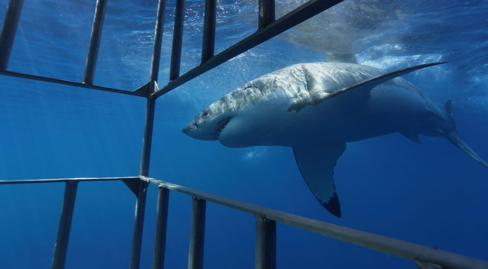 Great white sharks