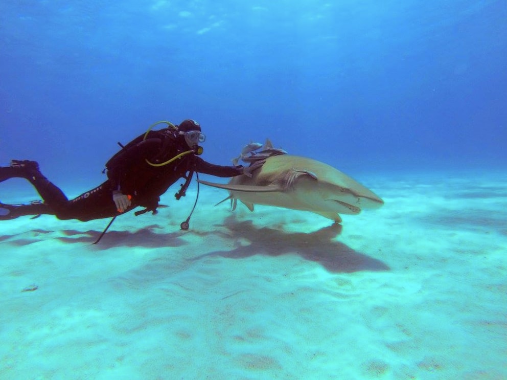 Great white sharks