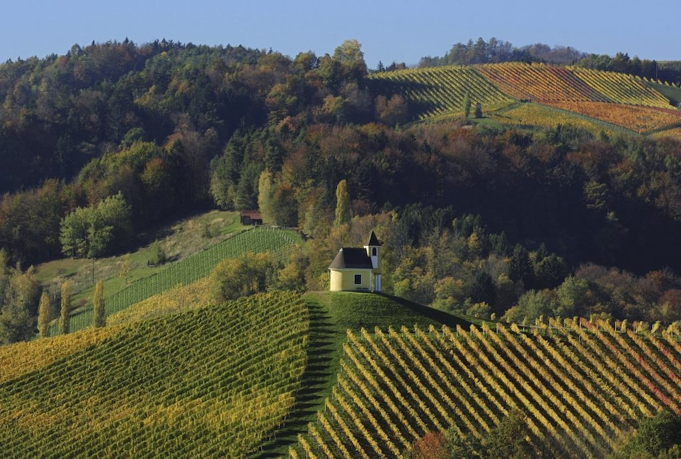 Vineyards in Styria, Austria