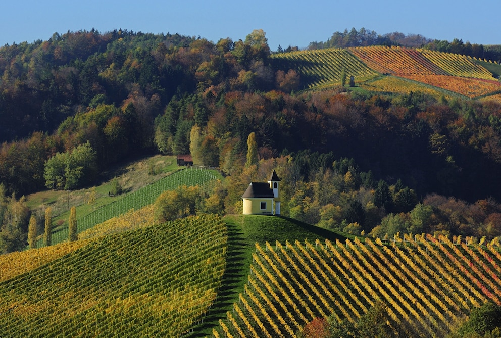 Weinfelder in der Steiermark in Österreich