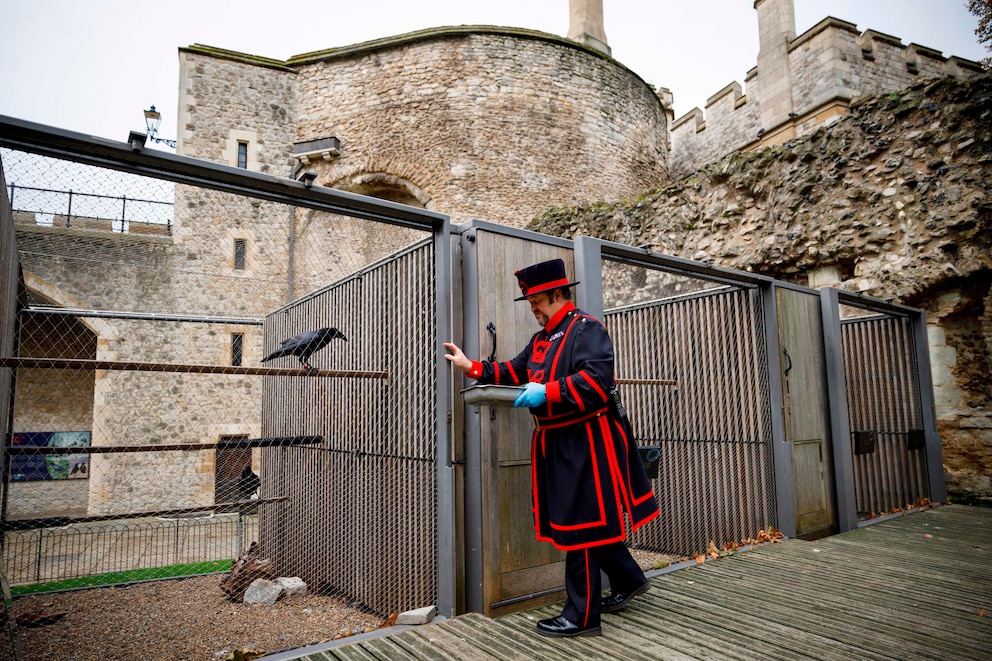 Rabenmeister im Tower of London