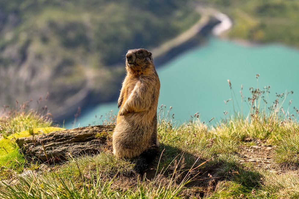 Ein Alpenmurmeltier in der freien Natur