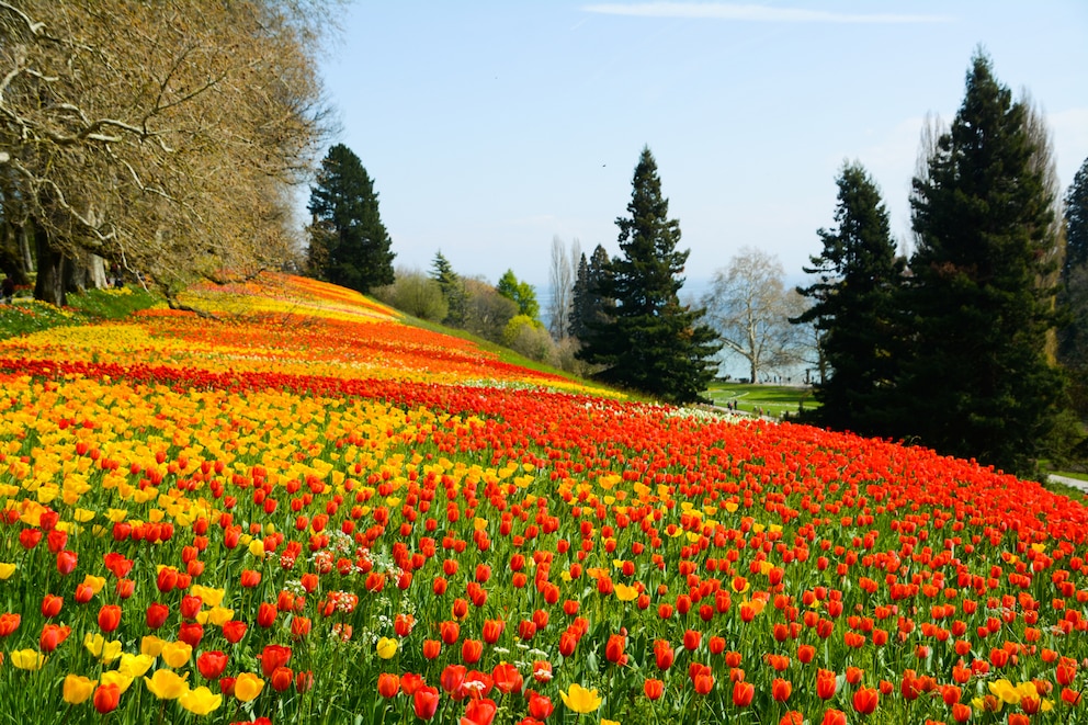 Farbenfrohe Pracht auf der Blumeninsel Mainau, eines der beliebtesten Ausflugsziele am Bodensee