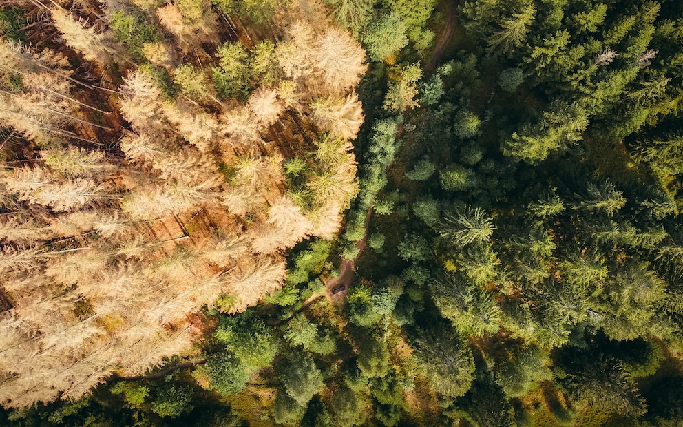 Nationalpark Harz stirbt