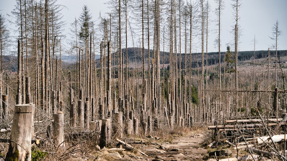Nationalpark Harz stirbt
