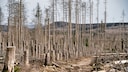 Nationalpark Harz stirbt