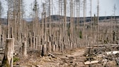 Nationalpark Harz stirbt