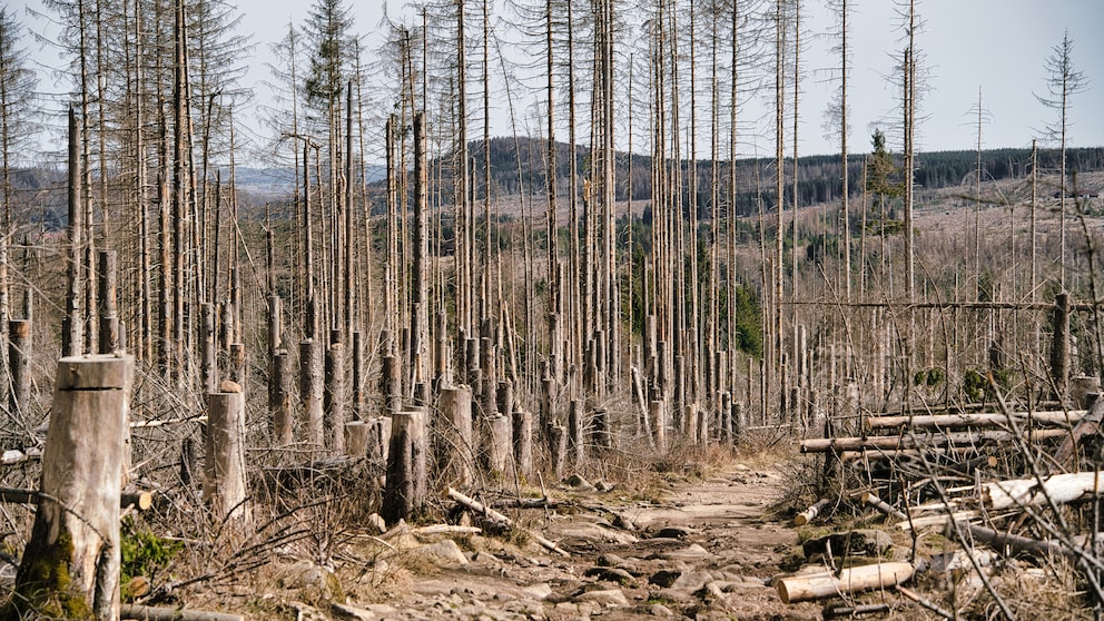 Nationalpark Harz stirbt