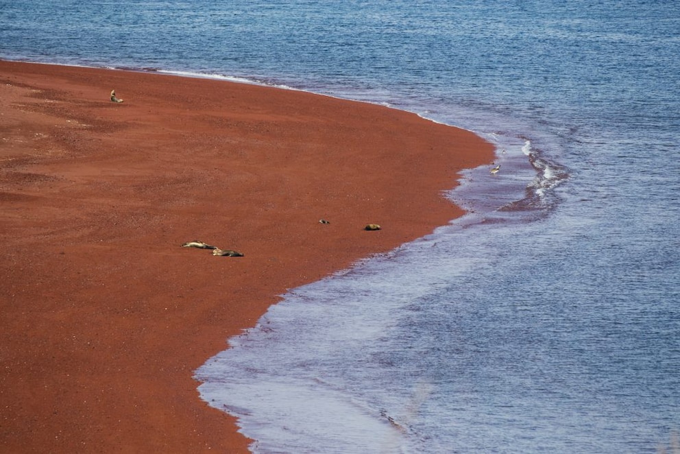 Red beach with sea lions