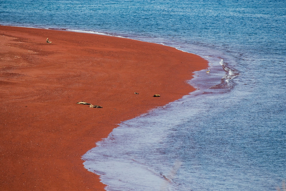 Roter Strand mit Seelöwen