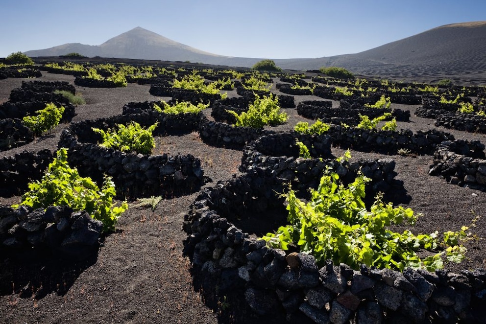 Lanzarote Wein