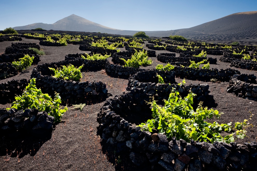 Lanzarote Wein