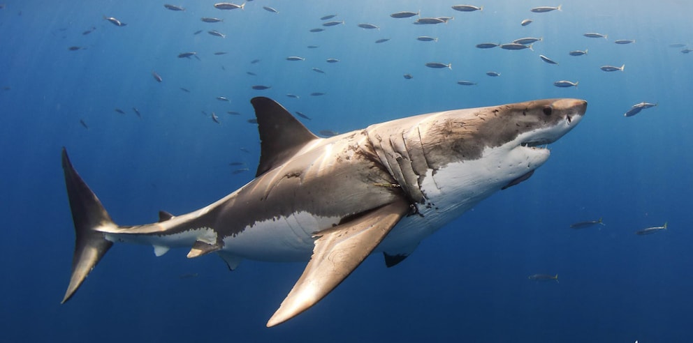 Great white sharks