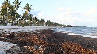Sargassum Florida Mexiko