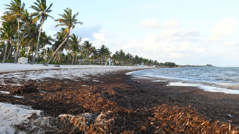 Sargassum Florida Mexiko