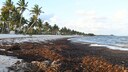 Sargassum Florida Mexiko