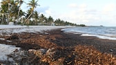 Sargassum Florida Mexiko