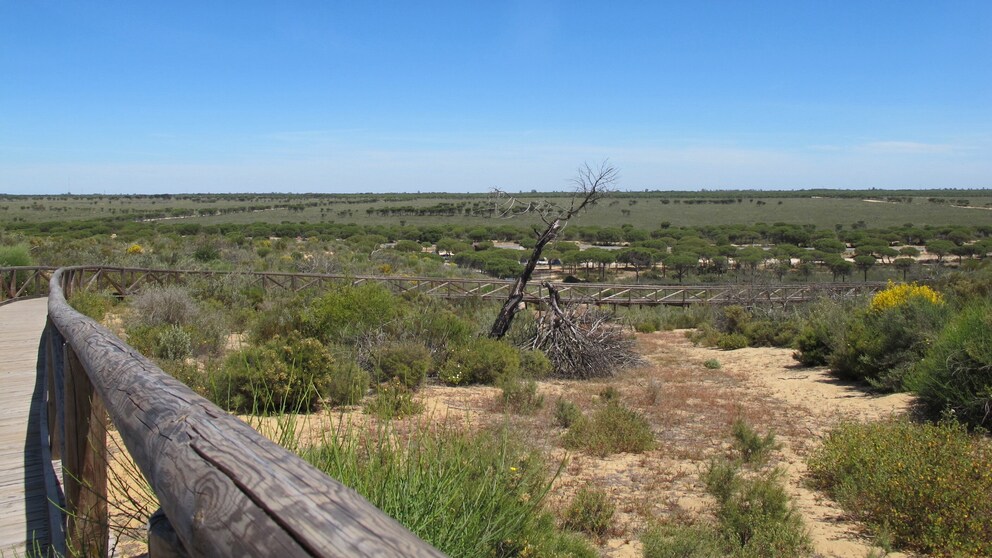 Nationalpark Doñana Spanien