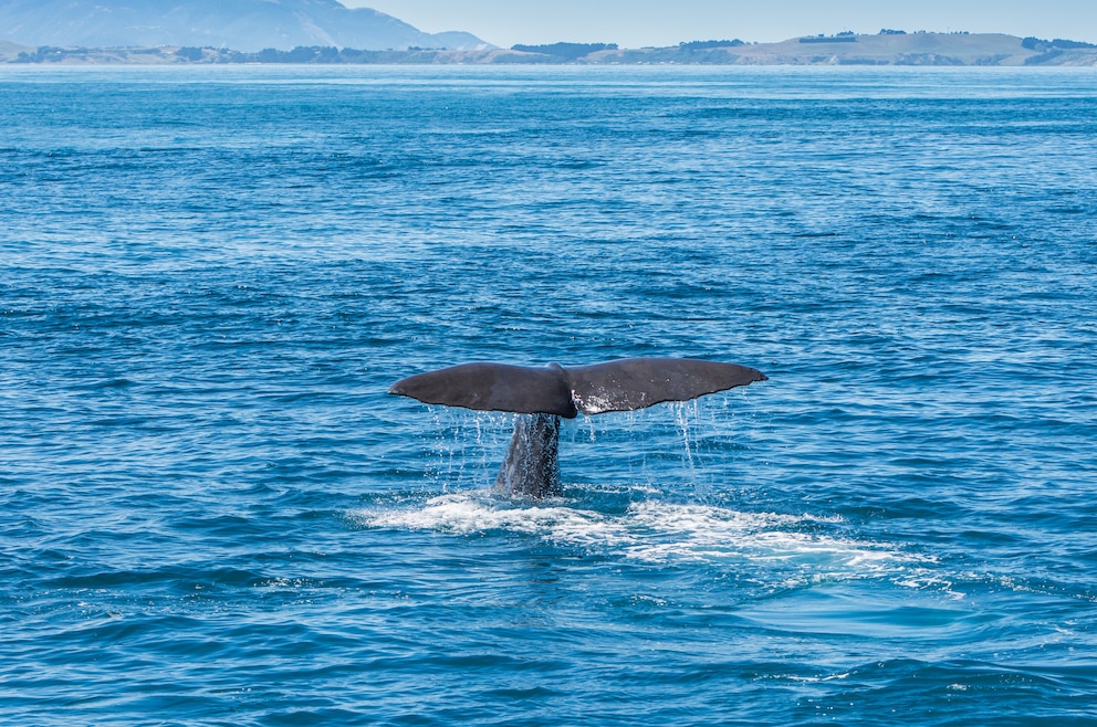 7. Wale in Kaikoura beobachten