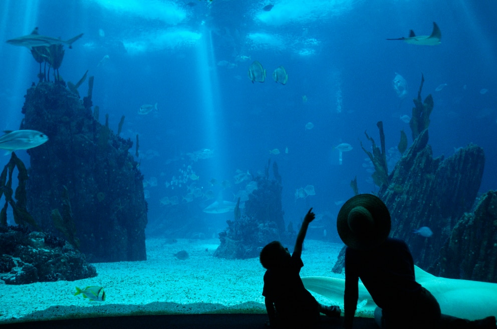 5. Oceanário de Lisboa – das Aquarium in Lissabon