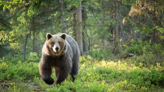 Braunbären aus der Provinz Trentino sollen aktuell durch das benachbarte Südtirol streifen.