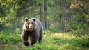 Braunbären aus der Provinz Trentino sollen aktuell durch das benachbarte Südtirol streifen.