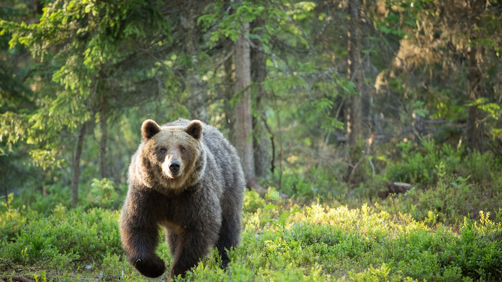 Braunbären aus der Provinz Trentino sollen aktuell durch das benachbarte Südtirol streifen.