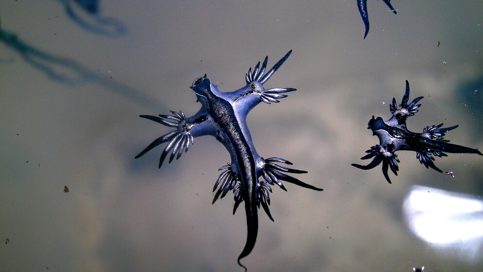 Die Seeschnecke „Glaucus atlanticus“ wird wegen ihres Aussehens auch „Blauer Drache“ genannt