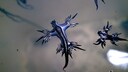 Die Seeschnecke „Glaucus atlanticus“ wird wegen ihres Aussehens auch „Blauer Drache“ genannt