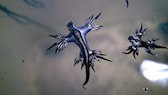 Die Seeschnecke „Glaucus atlanticus“ wird wegen ihres Aussehens auch „Blauer Drache“ genannt