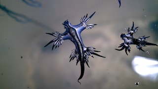 Die Seeschnecke „Glaucus atlanticus“ wird wegen ihres Aussehens auch „Blauer Drache“ genannt