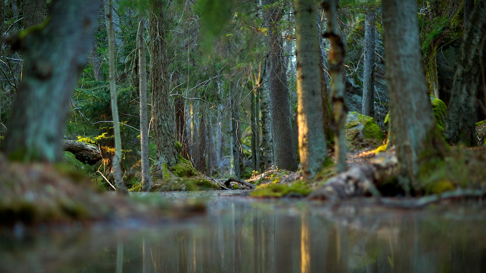 Urwald bedeutet nicht automatisch Tropen oder Mangroven – auch in Europa gibt es noch einige wenige dieser ursprünglichen Landschaften