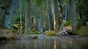 Urwald bedeutet nicht automatisch Tropen oder Mangroven – auch in Europa gibt es noch einige wenige dieser ursprünglichen Landschaften