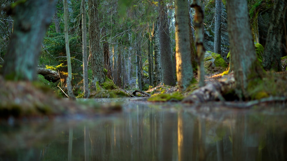 Urwald bedeutet nicht automatisch Tropen oder Mangroven – auch in Europa gibt es noch einige wenige dieser ursprünglichen Landschaften