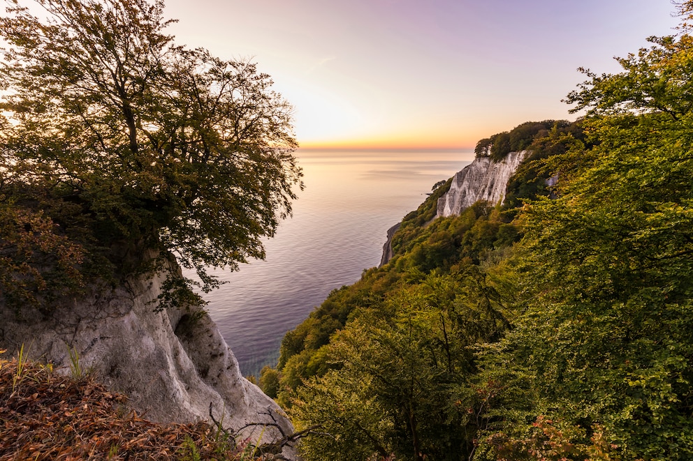 Auch auf Rügen gibt es naturbelassene Wälder