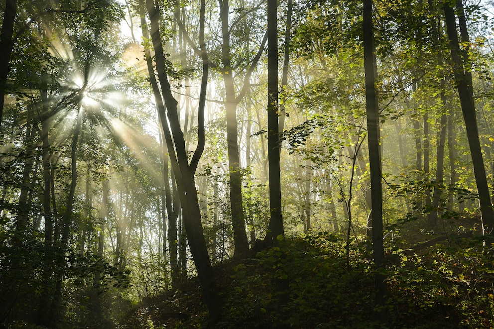 Der Nationalpark Hainich in Thüringen wird auch als „Urwald mitten in Deutschland“ vermarktet
