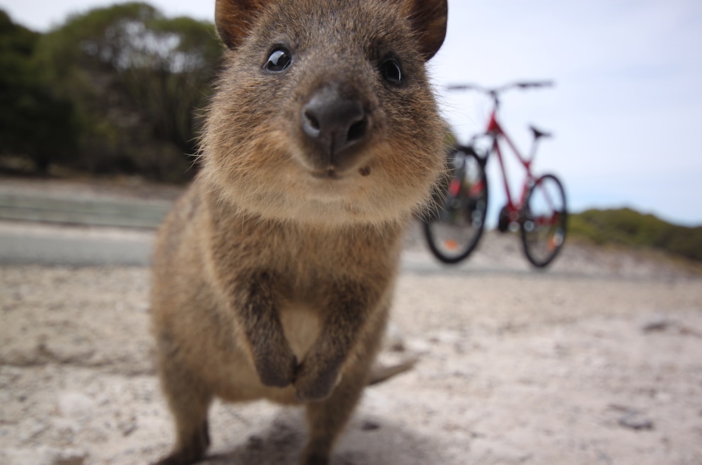 8. Die Quokkas auf Rottnest Island besuchen